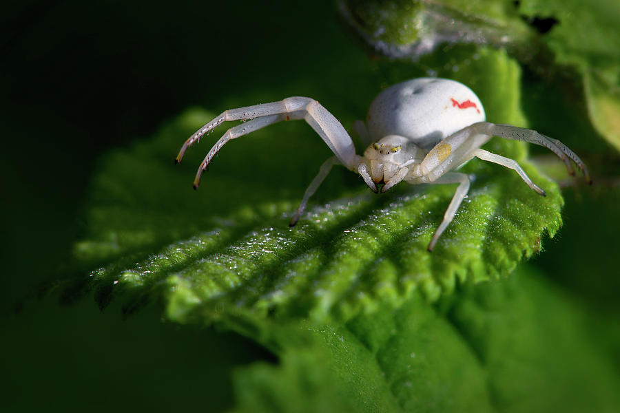 Goldenrod crab spider Photograph by Olivier Parent