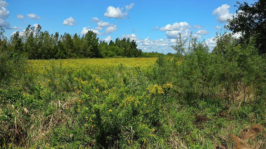 Goldenrod Meadow Photograph