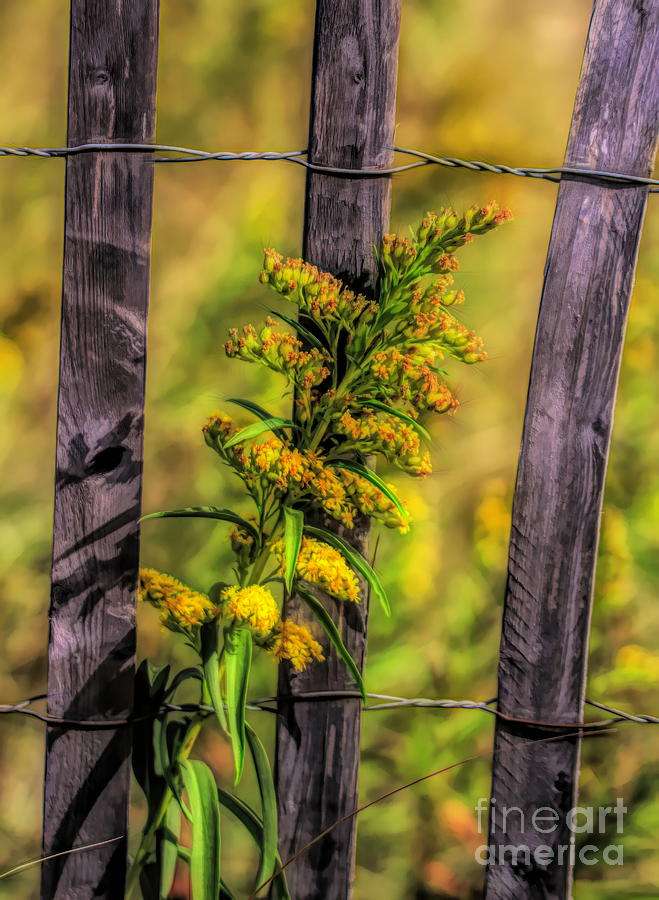Goldenrod On Fence by Karen Silvestri Goldenrod On Fence by Karen Silvestri