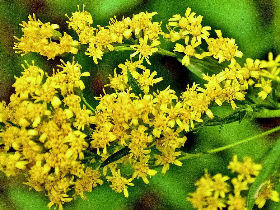 Goldenrod on Swan Lake Trail in Grand Teton National Park-Wyoming ...