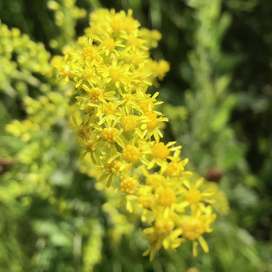 Goldenrod Photograph by Perry Hoffman