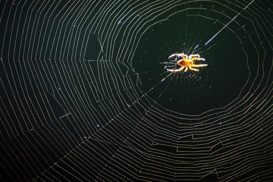 Goldenrod Spider On Web, California Photograph by Philip Condit II