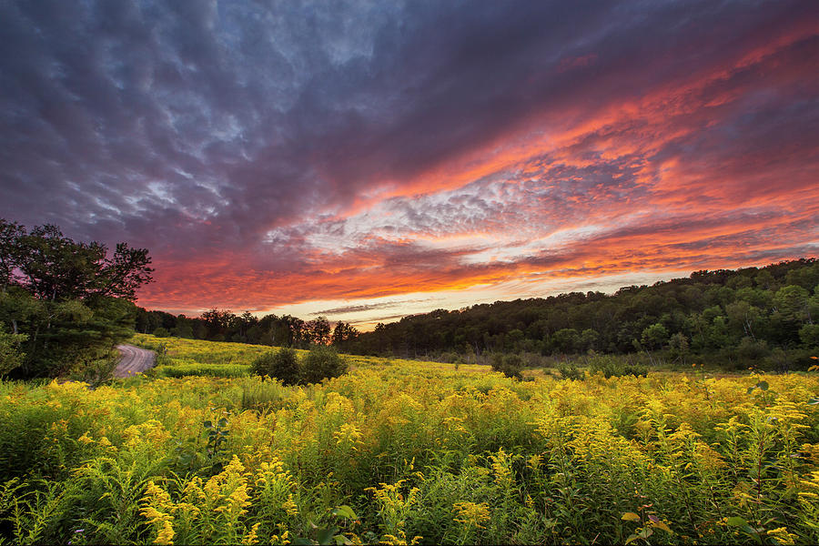 Goldenrod Sunset Sugar Hill Photograph by White Mountain Images