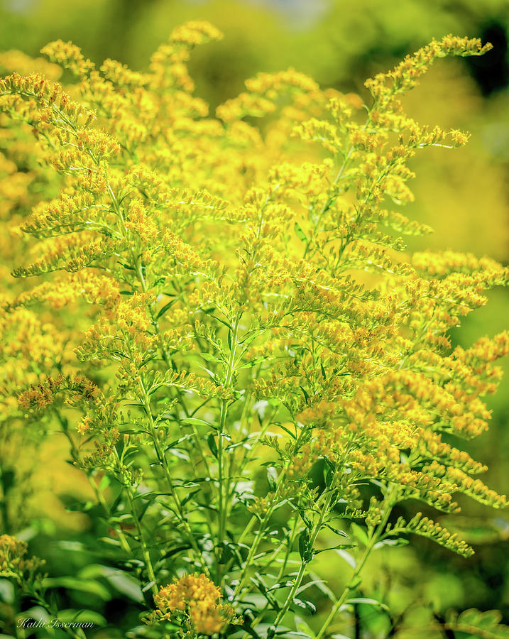 Goldenrods in Autumn Photograph by Kathi Isserman - Fine Art America