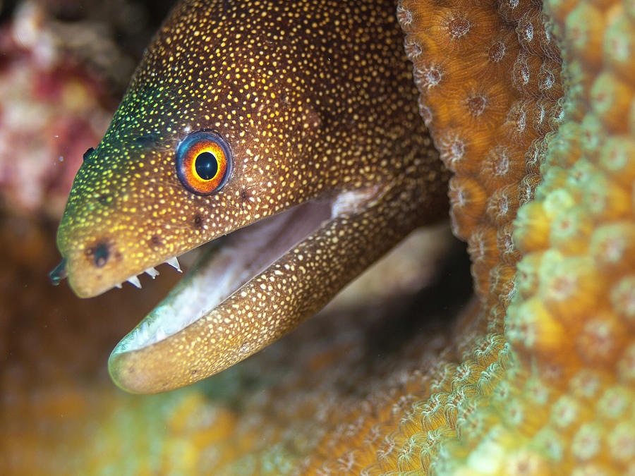 Goldentail moray eel Photograph by Organizacion Bluewater