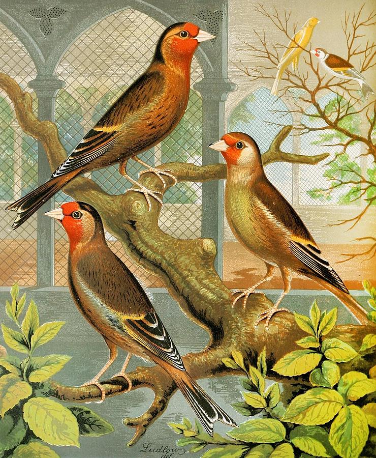 Goldfinch And Canary Mules Drawing by W A Blakston English th Century