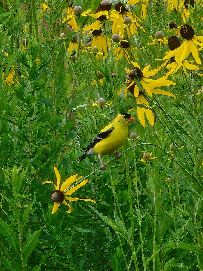 Goldfinch and Coneflowers Photograph by Roberta Kayne