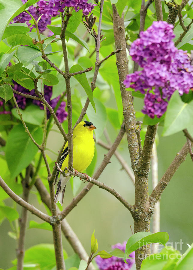 Goldfinch and Lilacs Photograph by Kristine Anderson