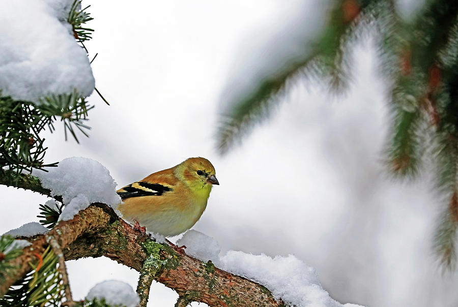 Goldfinch And Snow Photograph by Debbie Oppermann