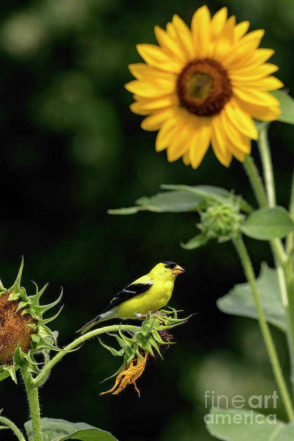 Goldfinch and Sunflowers - D012369 Photograph by Daniel Dempster