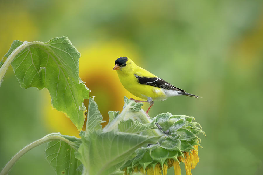Goldfinch and sunflowers Photograph by Jack Nevitt