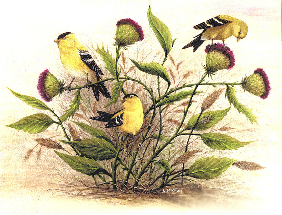 Goldfinch And Thistles Painting by Carl McKinley