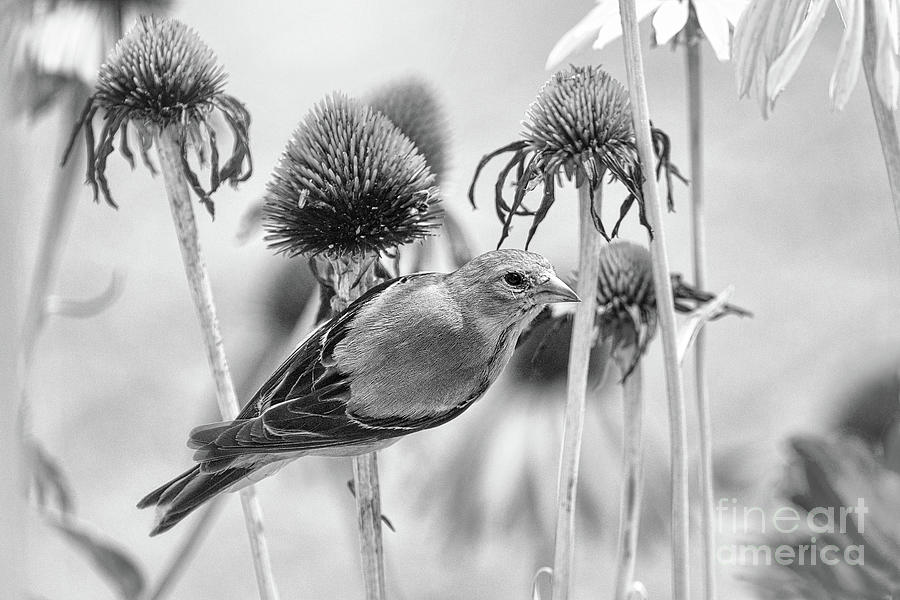 Goldfinch At The Coneflower Cafe Black And White Photograph by Sharon McConnell