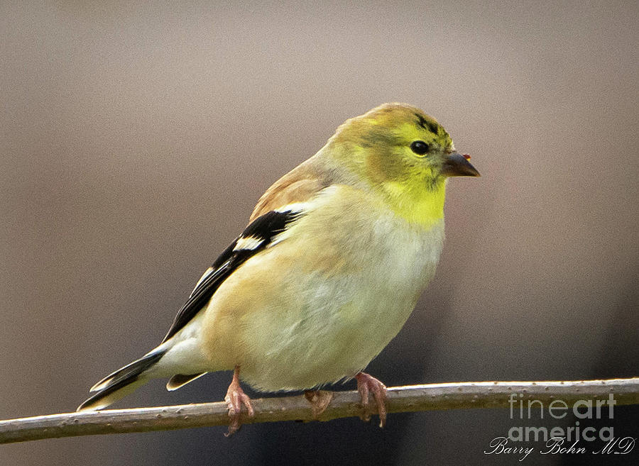 Goldfinch Photograph by Barry Bohn
