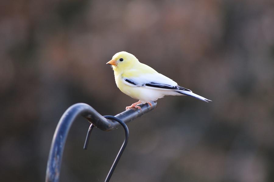 Goldfinch Bird Lost Gold Photograph by Gaby Ethington