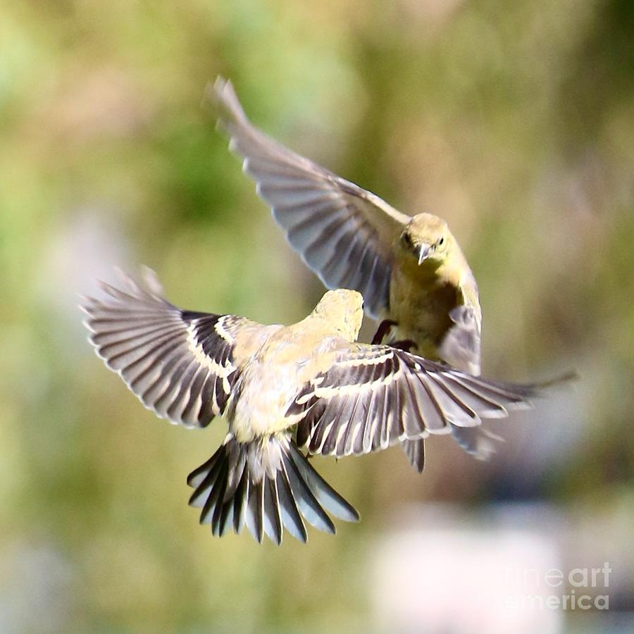Goldfinch Dance Photograph by Carol Groenen