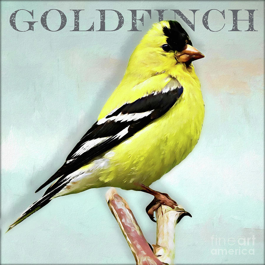 Goldfinch Painting by Denise Dundon