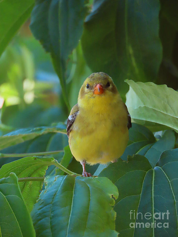 Goldfinch  Photograph by Diana Rajala