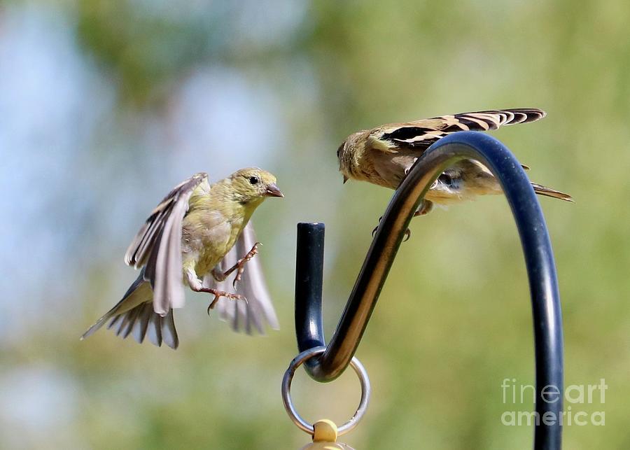 Goldfinch Drama Photograph by Carol Groenen
