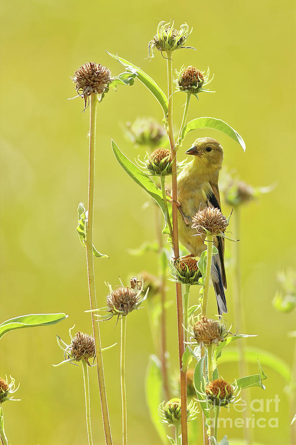 Goldfinch Feeding in Fall Photograph by Natural Focal Point Photography