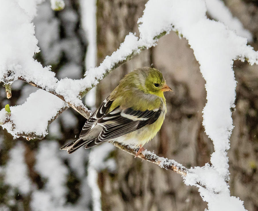 Goldfinch, Female Photograph by Lorna Nichols - Fine Art America