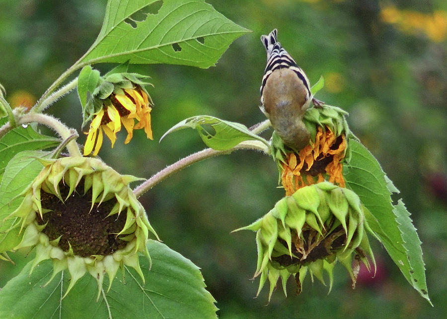 Goldfinch Harvest the Sunflower Photograph by Nancy Griswold