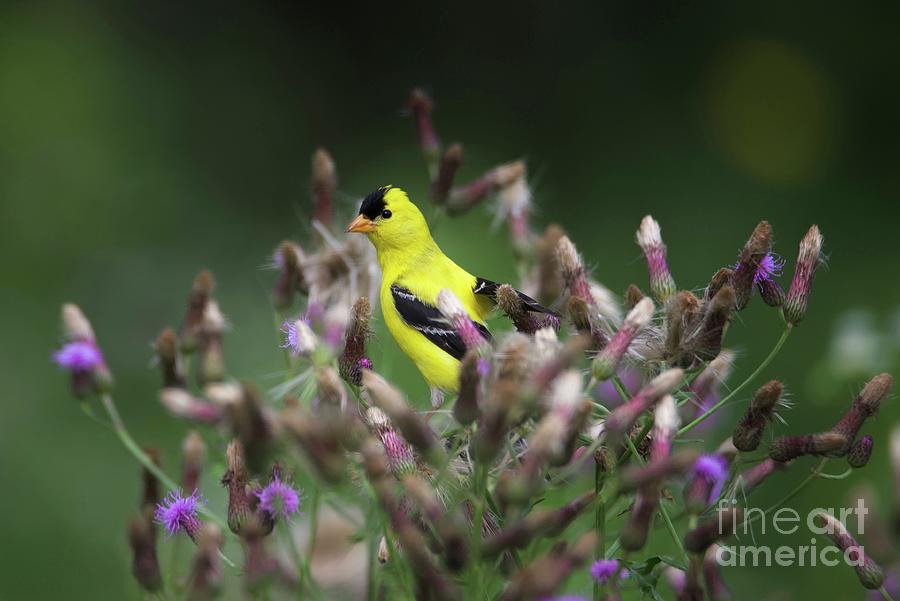 Goldfinch Immersed Photograph by John Fabina