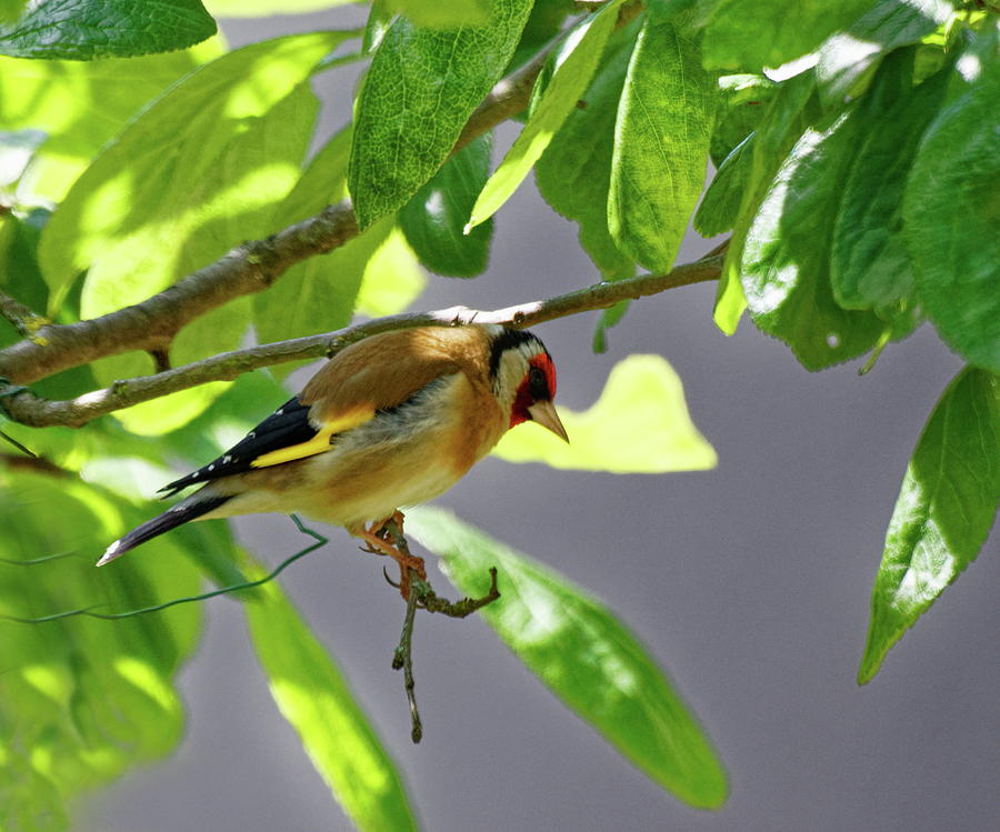 Goldfinch In A Plum Tree Photograph by Jeff Townsend