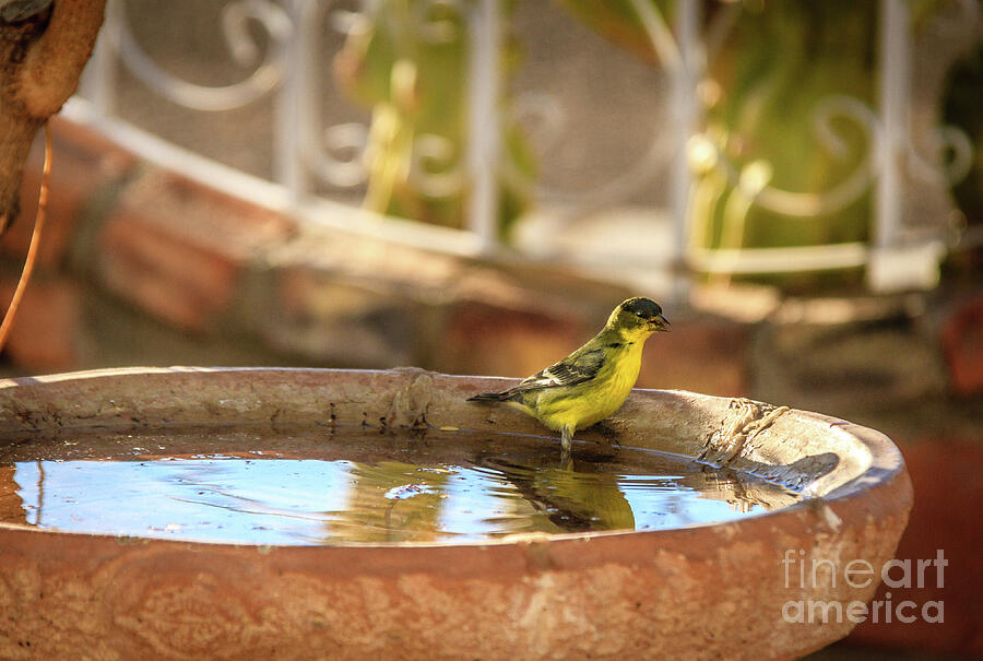 Goldfinch In Bird Bath Photograph by Robert Bales