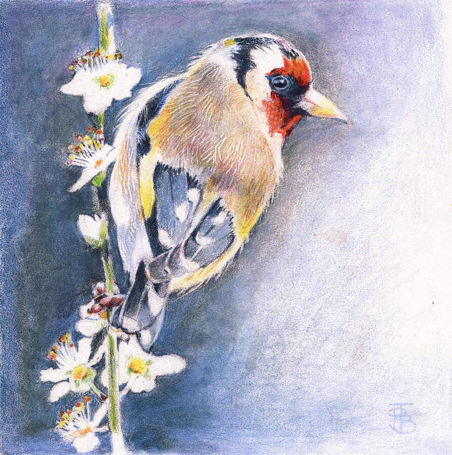 Goldfinch in Blue Drawing by Penny Taylor-Beardow