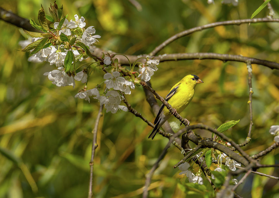 Goldfinch in Cherry Tree Photograph by Marv Vandehey - Fine Art America