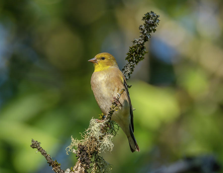 Goldfinch In Early Autumn Photograph