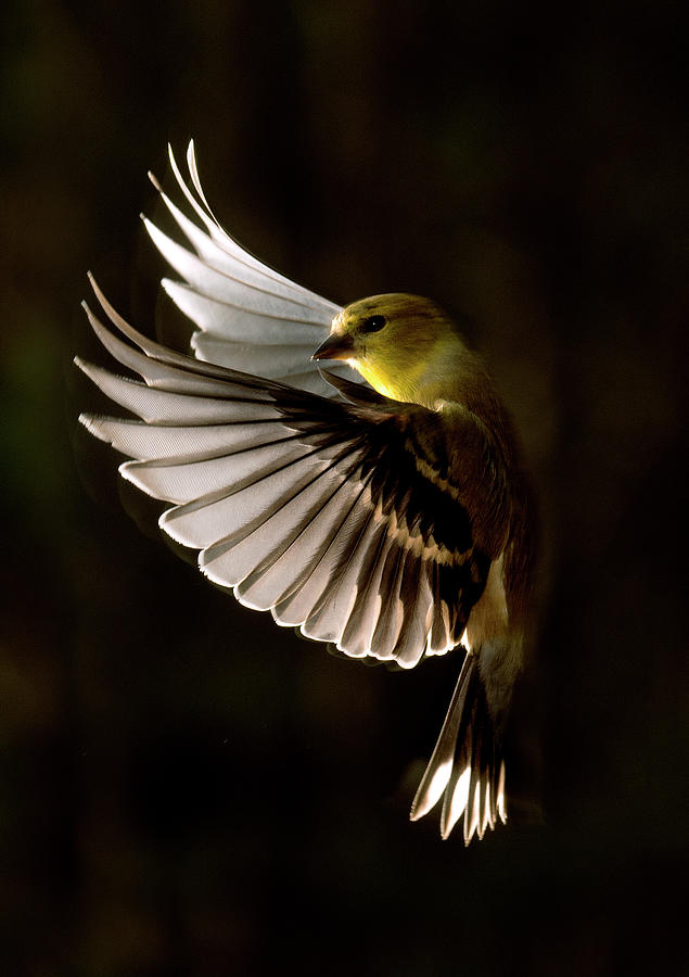 Goldfinch in Flight, North Carolina Uwharrie National Forest, Photograph Photograph by Eric Abernethy