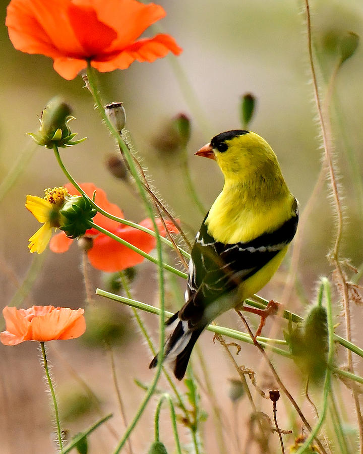 Goldfinch in Poppies Photograph by Michael Peychich