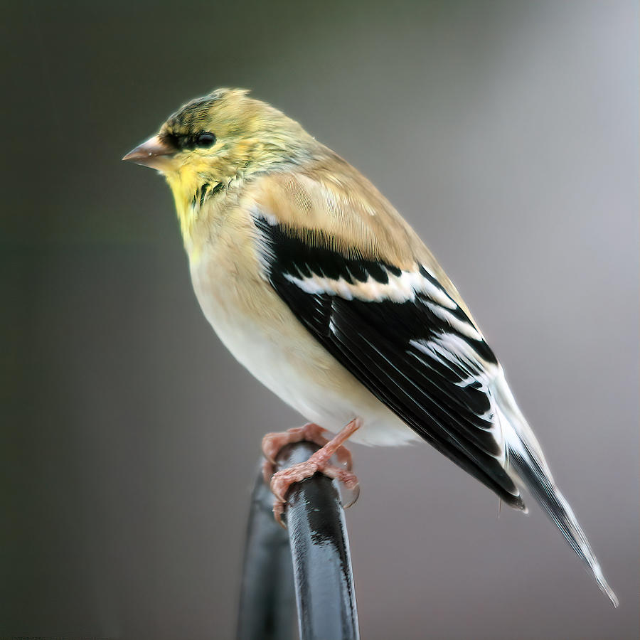 Goldfinch In Profile Photograph by Daniel Beard - Fine Art America