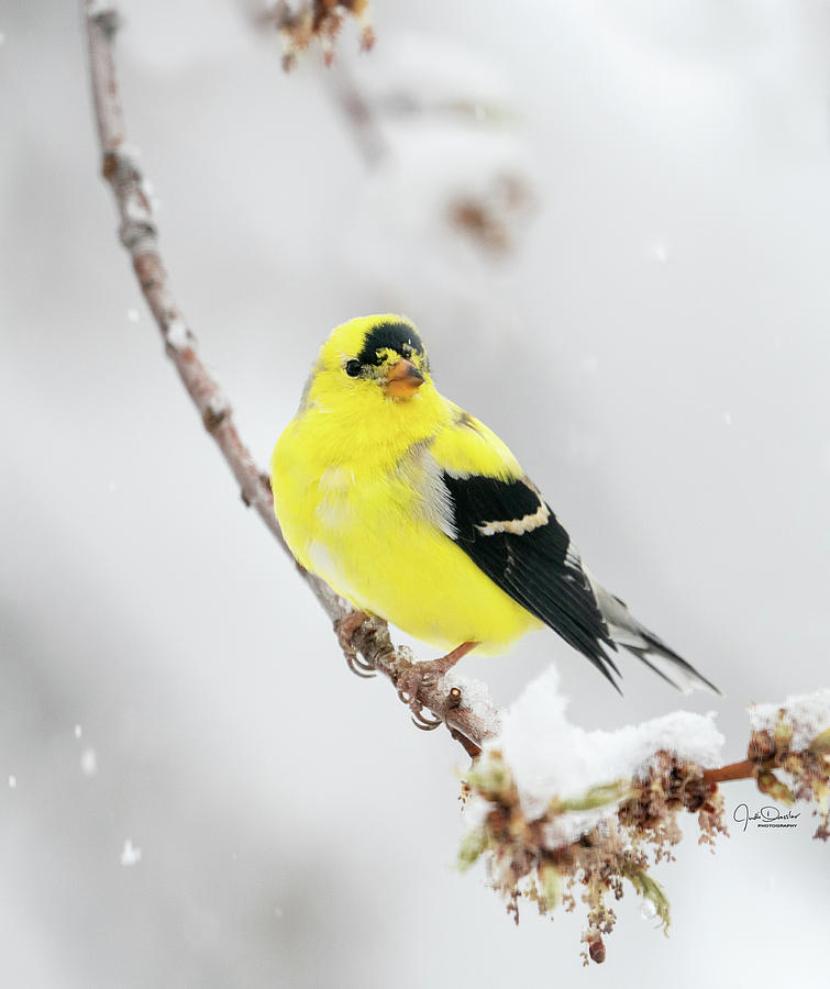 Goldfinch in snow Photograph by Judi Dressler