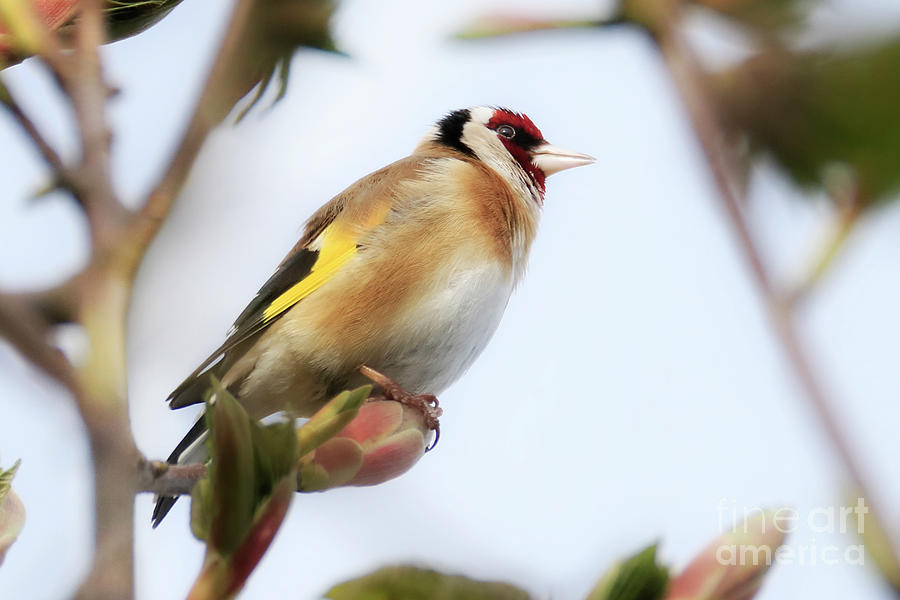 Goldfinch in Spring Photograph by Terri Waters
