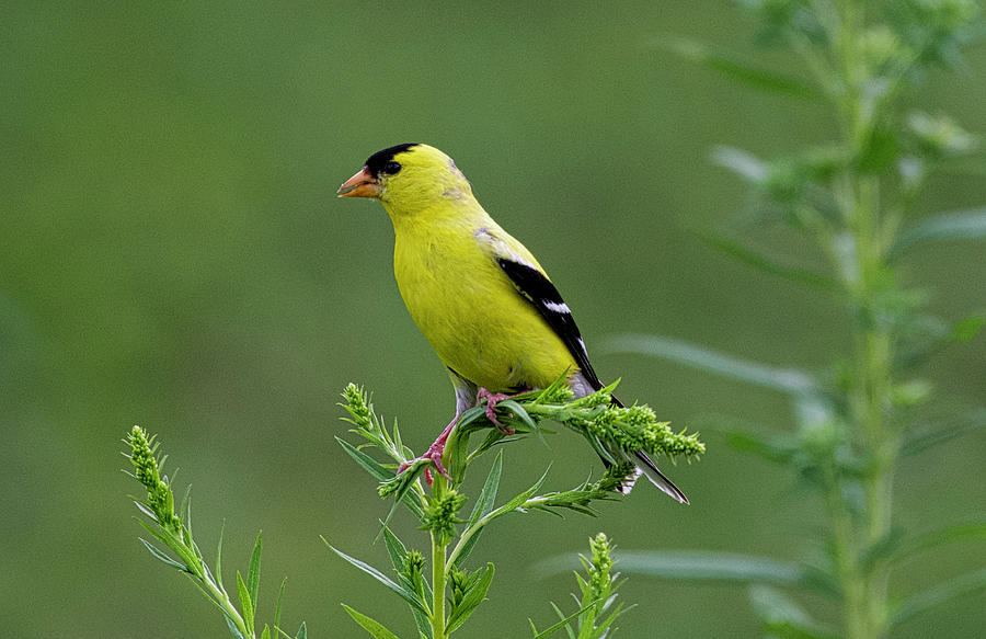 Goldfinch in the Meadow Photograph by Sonja Jones