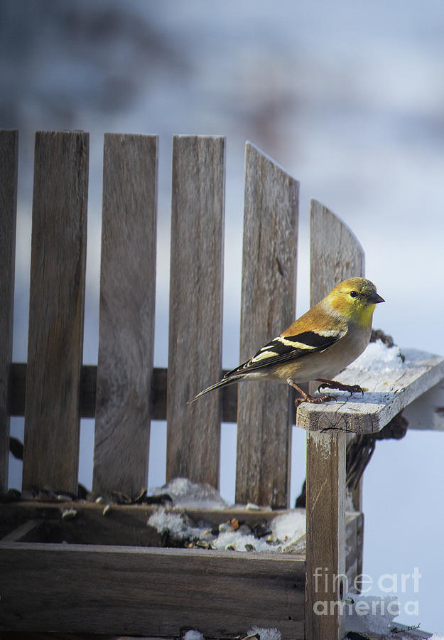Goldfinch In The Snow Photograph