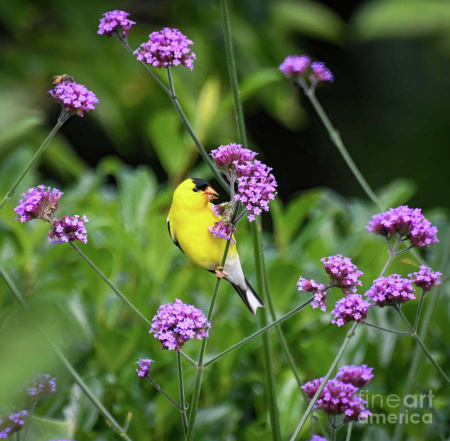 Goldfinch in the Verbena Photograph by Kerri Farley