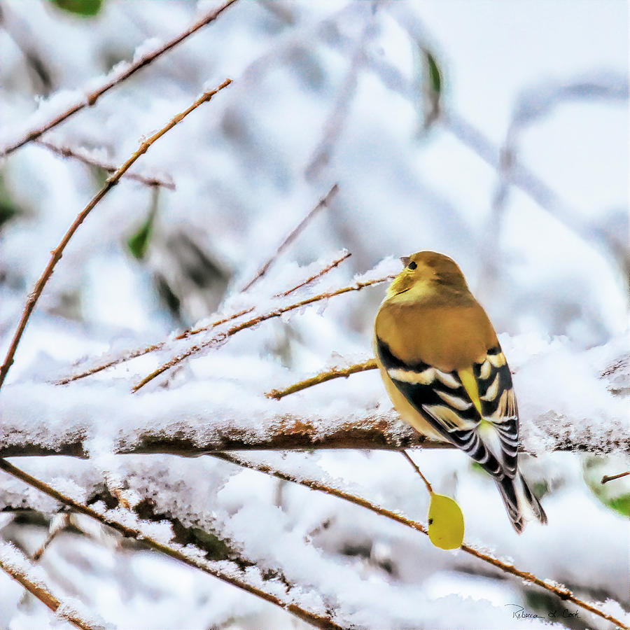 Goldfinch In WInter Colors Photograph by Bellesouth Studio