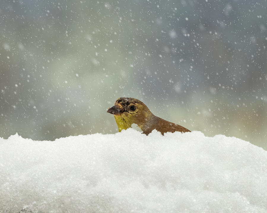 Goldfinch In Winter Snow Photograph by Cathy Kovarik