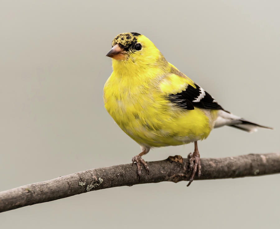 Goldfinch Photograph by Jeffrey PERKINS