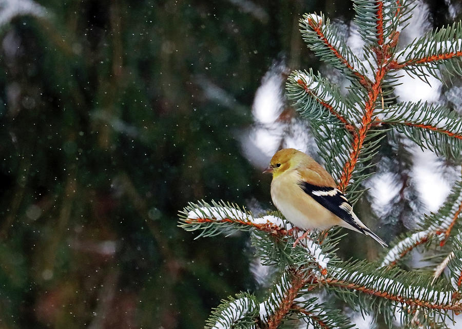 Goldfinch Keeping Warm In Winter Photograph by Debbie Oppermann