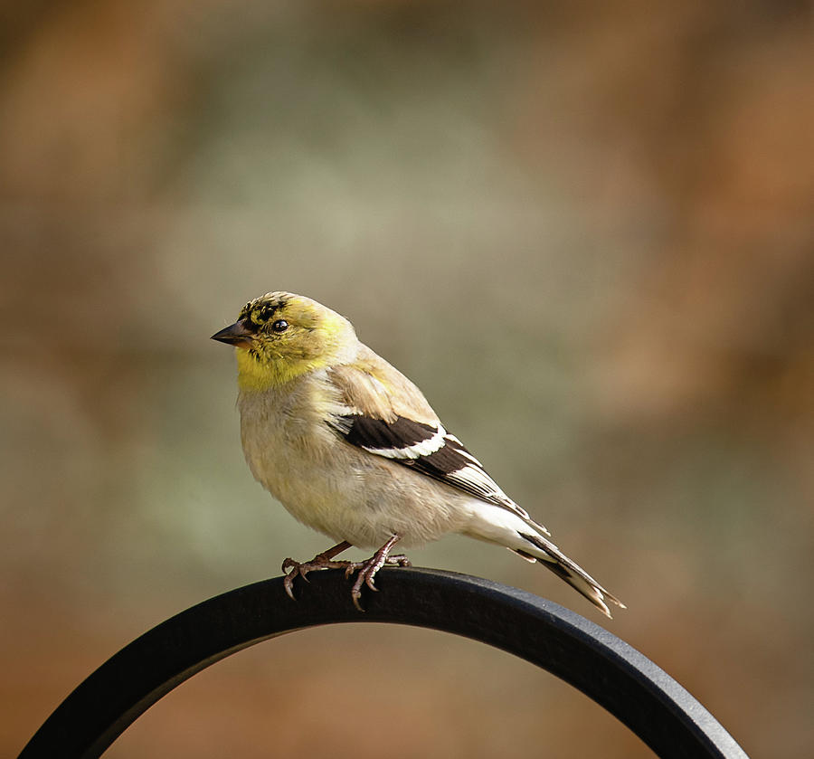 Goldfinch Photograph by Lori Rowland