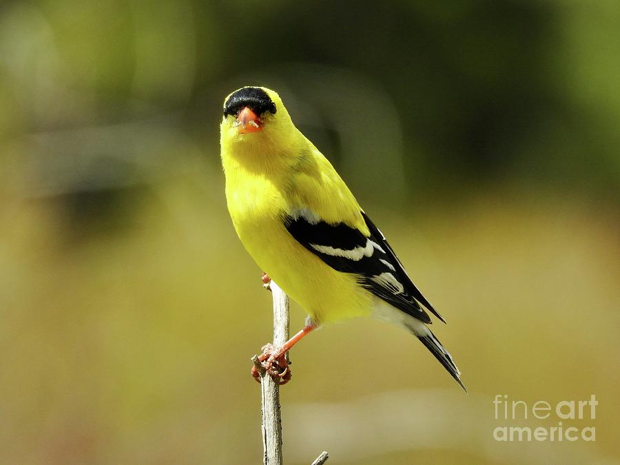 Goldfinch Photograph by Nicola Finch