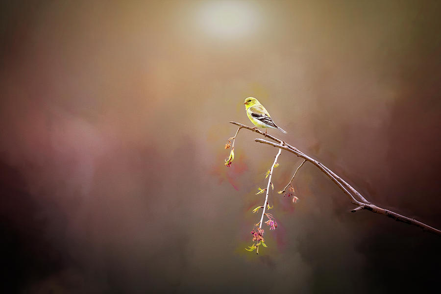 Goldfinch on a Branch Photograph by Deborah Penland