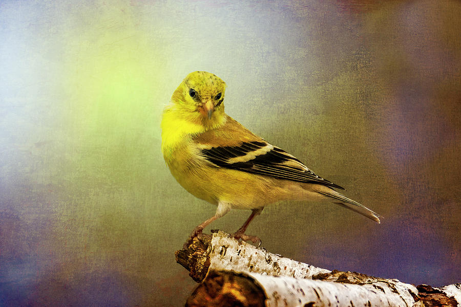 Goldfinch on Birch Texture Photograph by Patti Deters