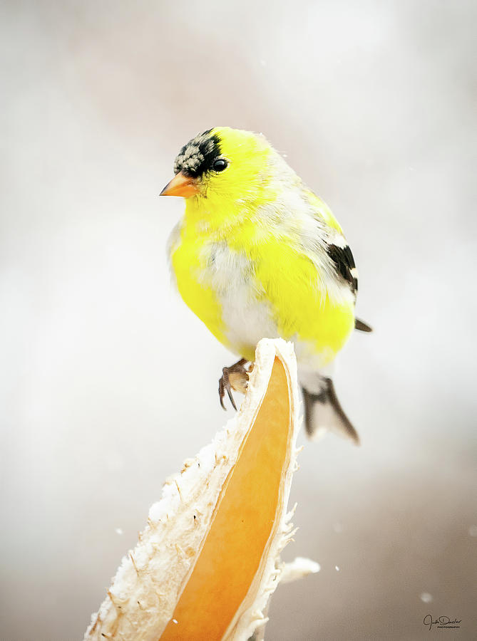 Goldfinch on Seed Pod Photograph by Judi Dressler