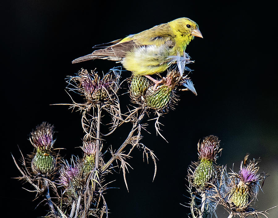Goldfinch on Thistle Photograph by Jeanne Jackson